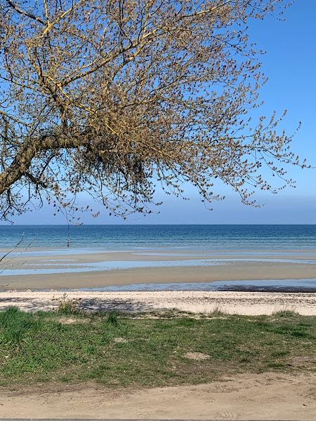 Frühlingshafter Blick auf die Ostsee bei Boltenhagen – sanfte Wellen, heller Sand und ein blühender Baum im Vordergrund. Foto gemacht von Focusing-Coach Birgit