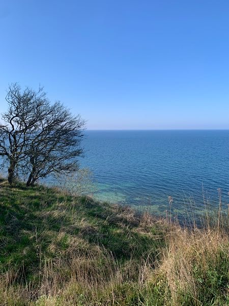 „Blick von der Steilküste bei Boltenhagen auf die ruhige, blaue Ostsee – ein einsamer Baum steht am Rand der Wiese.